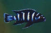 Fiskar
