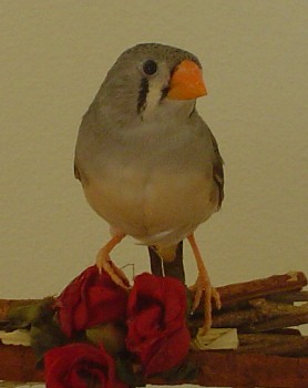 Fuglar