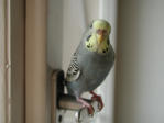 Fuglar