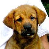 Hundar