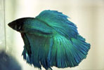 Betta Splendes, Bardagafiskur.