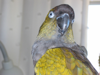 Patagonian Conure