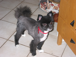 Áttu tík handa hundinum mínum (Pomeranian)....