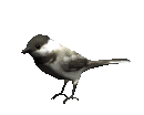 Fugl
