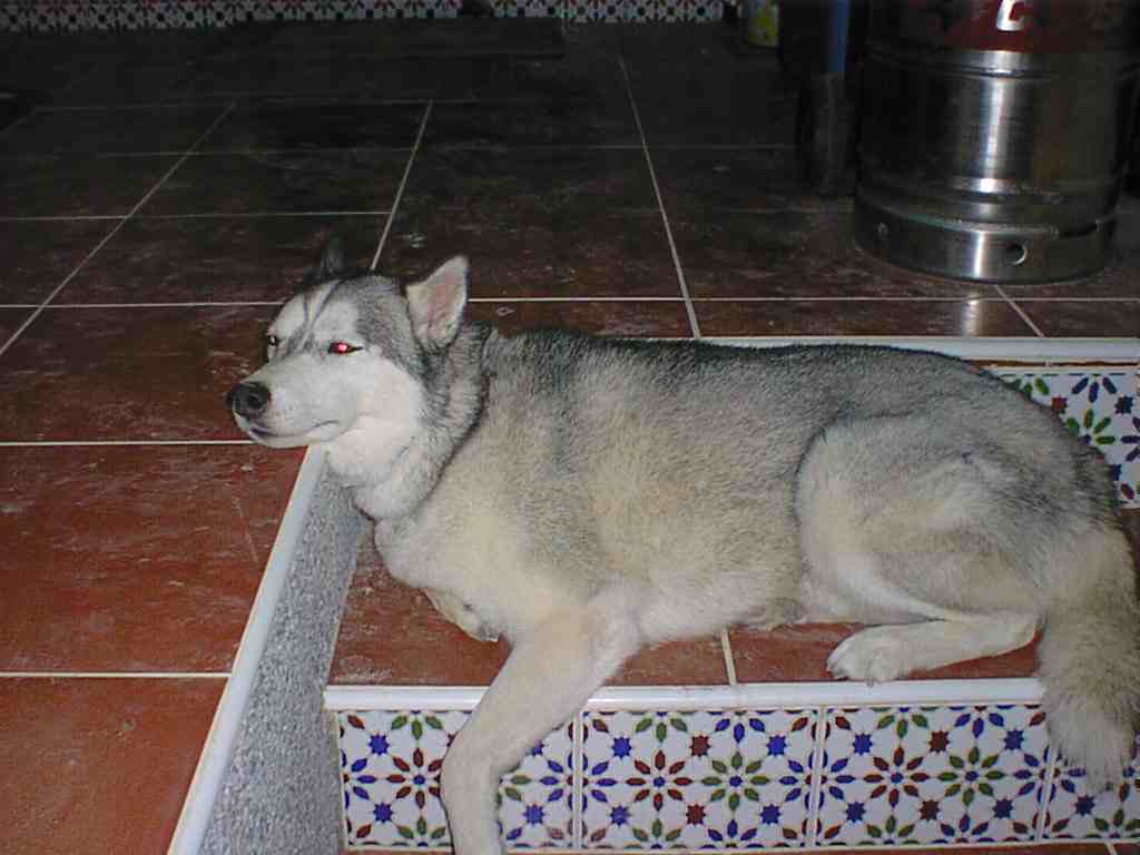 Jenka