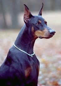 Varðandi Rottweiler og Doberman
