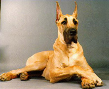 Hundakyn vikunnar: Great Dane