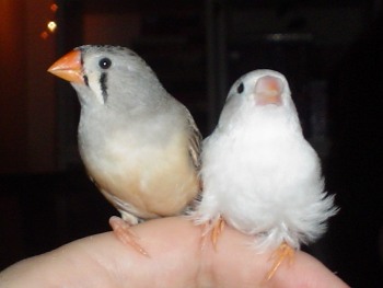Zebrafinkur