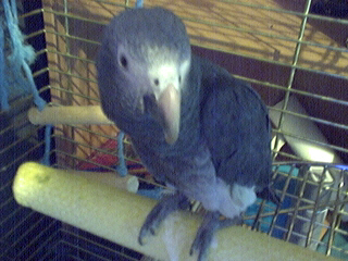 Týndur African Grey í miðbæ Rvk
