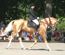 Akhal Teke