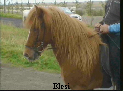 Blesi