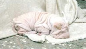 Shar-Pei