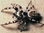 Eight Legged Freaks