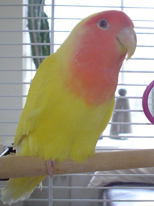 Dreki