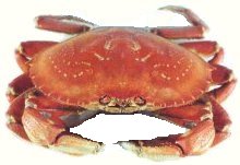 Krabbakássa