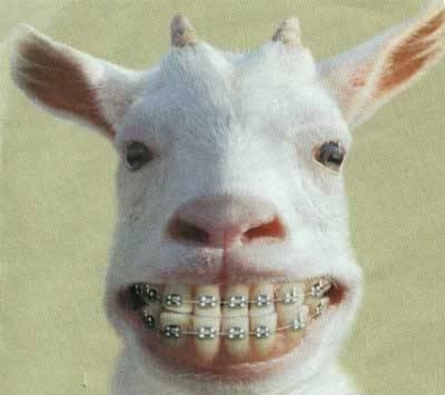 sheep grin