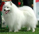 Japanese Spitz