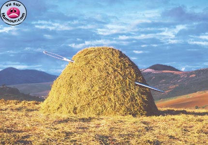 Nál í heystakki
