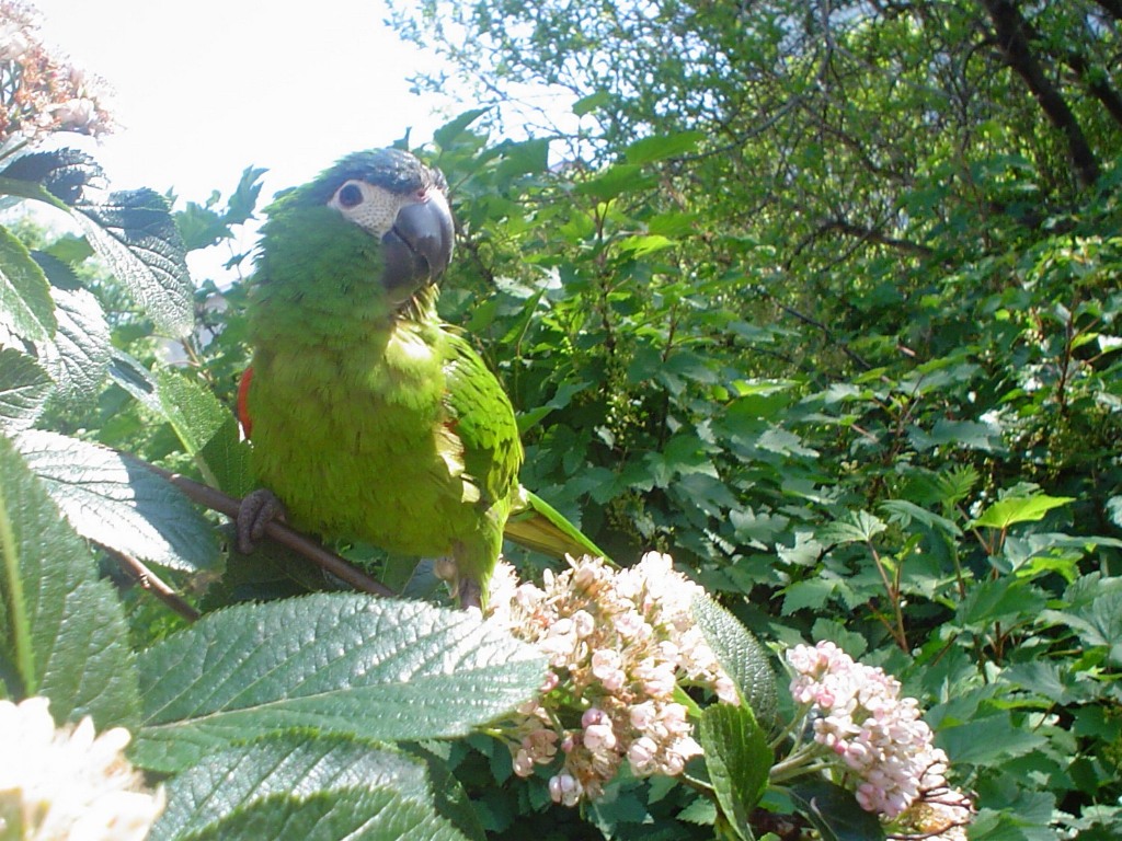 Kiwi
