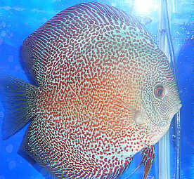 #1 Of The Discus show 2005