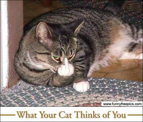 catt finget