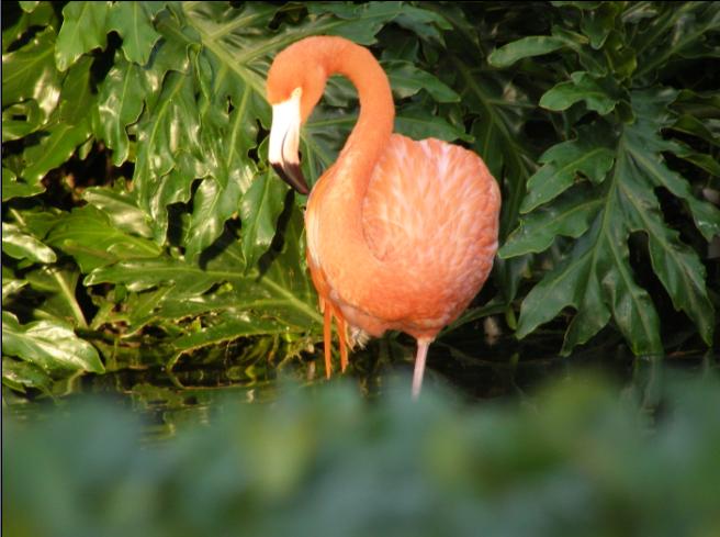 Pelikani
