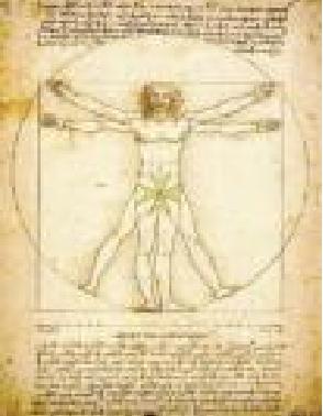 The Vitruvian Man