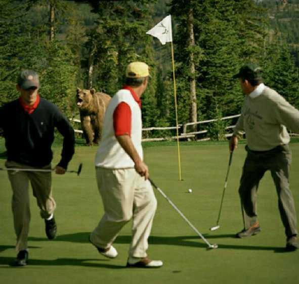 Golfbjörn