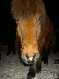 Byrjun mín í hestamennskunni..