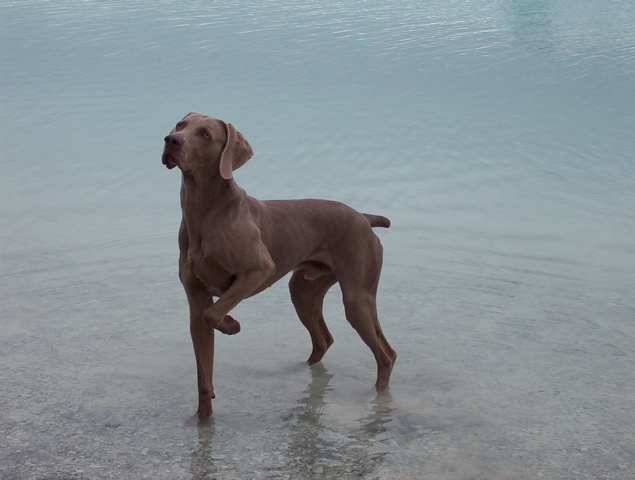 Sacha