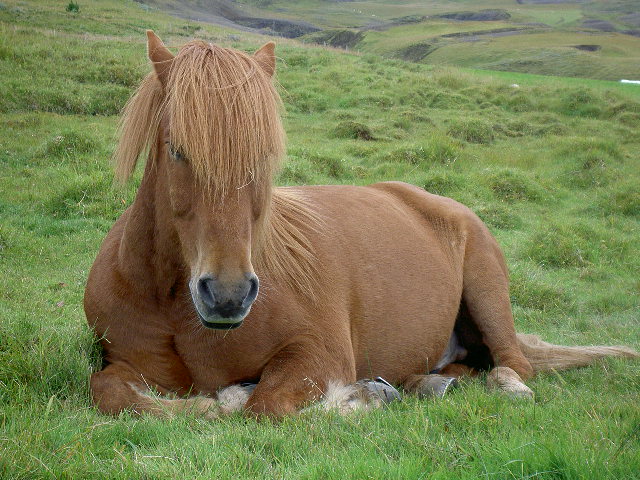 Þráður