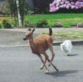 run run
