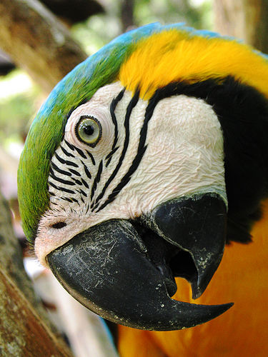 bjútí b&g macaw