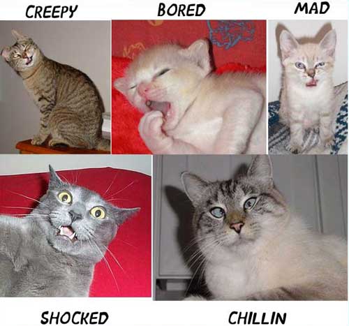 hahaha