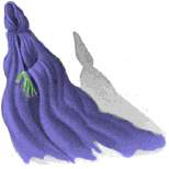 Vitsugur og Nazgûlar