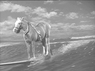 Mr. Ed(Frægð vikunar á 847.is)