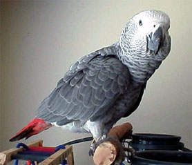 African Grey