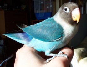 Fuglakynning :D