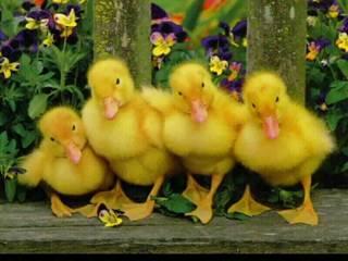 Funny Duck