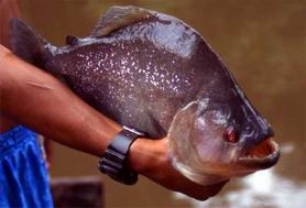 Meira um piranha