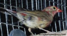 African fire-finch