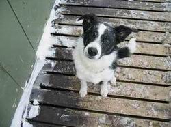 Border-collie ísl vantar heimili.
