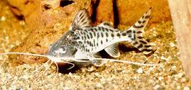 pictus fiskurinn