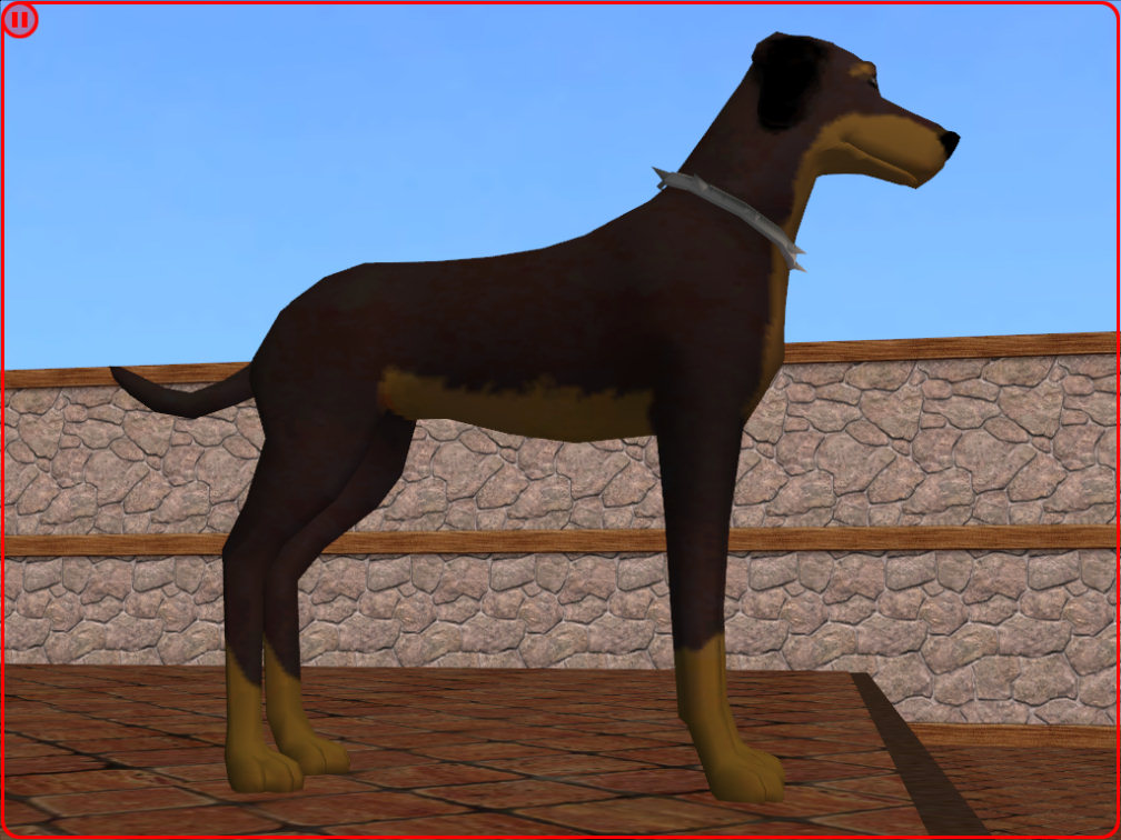 Doberman