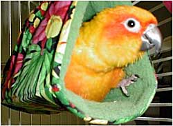 Sólpáfi - Sun Conure