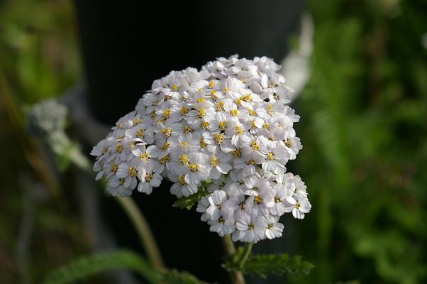Blóm