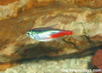 Neon Tetra