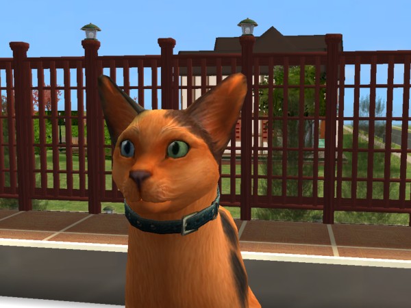 Sims