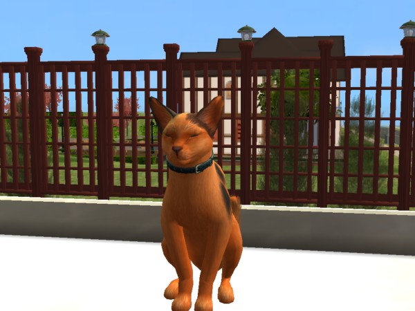 Sims