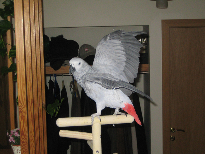 Congo African Grey